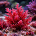 100% Organic Astaxanthin